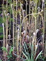 Osmunda regalis (fam Osmondacees) (5) (Photo F. Mrugala)